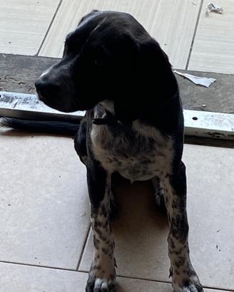 Cane cucciola