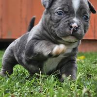 Cuccioli di american bully