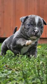 Cuccioli di american bully