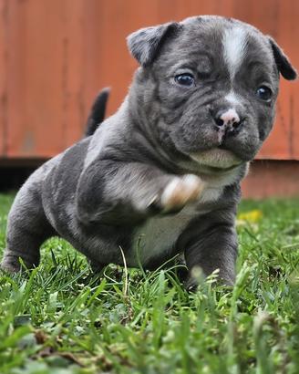 Cuccioli di american bully