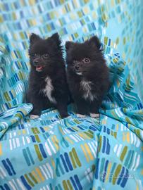 Volpino Pomerania