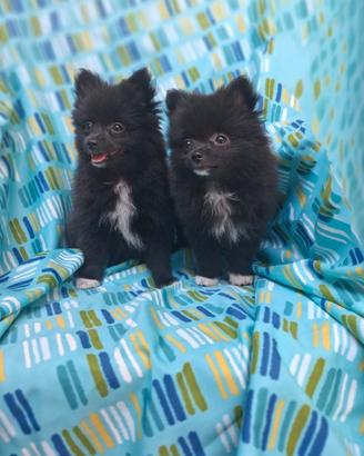 Volpino Pomerania