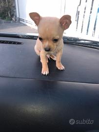 Cucciolo maschio chihuahua mini toy