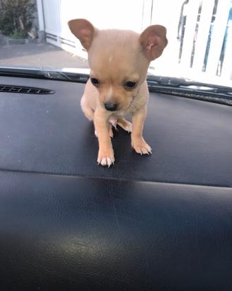 Cucciolo maschio chihuahua mini toy