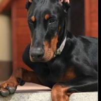 Cuccioli Dobermann