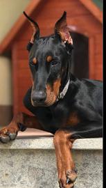 Cuccioli Dobermann