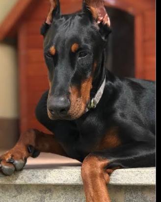 Cuccioli Dobermann