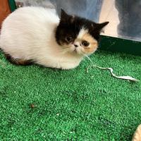 Exotic shorthair tricolor