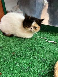 Exotic shorthair tricolor