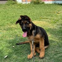 Cucciolo pastore tedesco