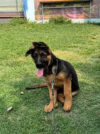 Cucciolo pastore tedesco