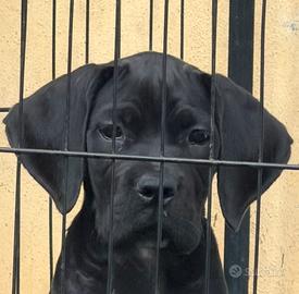 Cucciolo cane corso