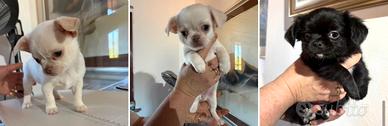 Cucciolo di chihuahua pelo lungo con pedigree