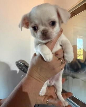 Cucciolo di chihuahua pelo lungo con pedigree