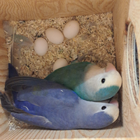 Inseparabili