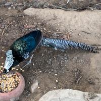 Fagiani Lady mutazione dark