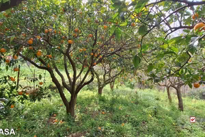 Rometta, funzionale terreno agricolo terrazzato