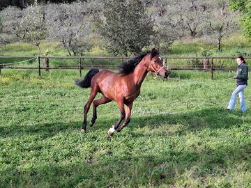 Stallone purosangue arabo 3 anni super documento
