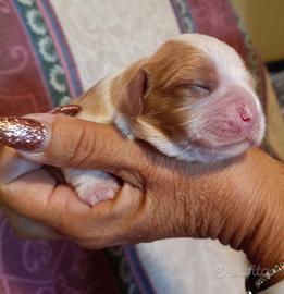 Le quattro meraviglie di cavalier king