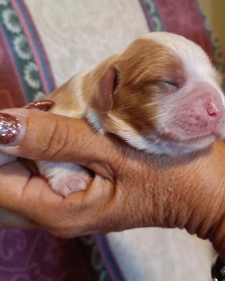 Le quattro meraviglie di cavalier king