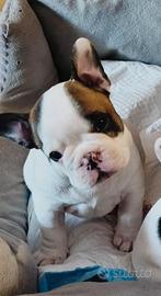 Bulldog francese