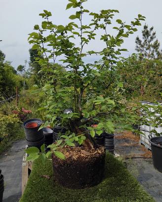 Bonsai