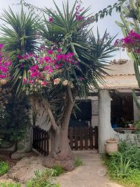 Villino a 50 mt dal mare La Maddalena Spiaggia Ca