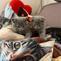 Cuccioli scottish fold/straight disponibili