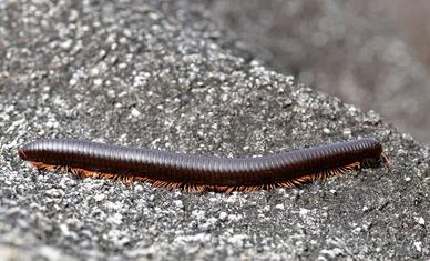 Millepiedi africano