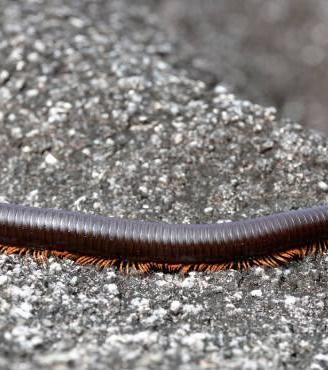 Millepiedi africano