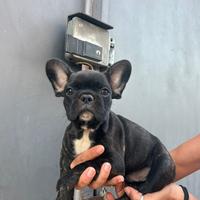 Bulldog francese