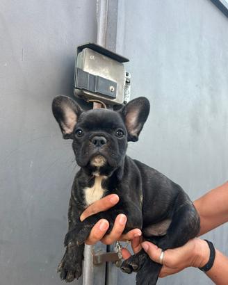 Bulldog francese