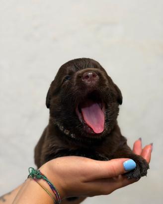 Labrador