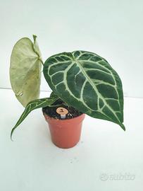 Anthurium crystallinum
