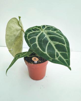 Anthurium crystallinum