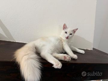 Ultimo cucciolo Ragdoll disponibile