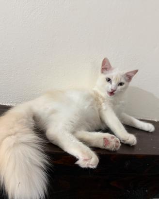 Ultimo cucciolo Ragdoll disponibile