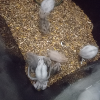 Piccoli criceti