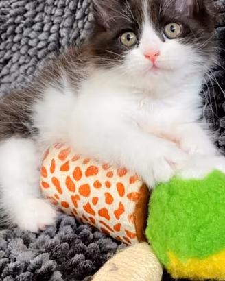 Gattina persiano normotipo