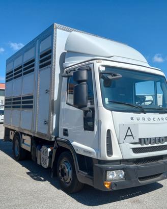 IVECO ML 80E22 - TRASPORTO ANIMALI VIVI (C63)