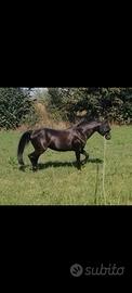 Pony Pony castrone. Ideale come primo Pony