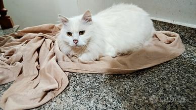 Gatto persiano