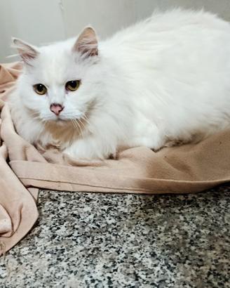 Gatto persiano