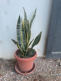 Piantine di Sanseveria