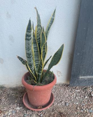 Piantine di Sanseveria