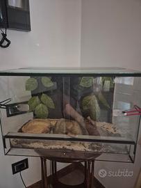 Serpente del grano