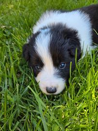 Cuccioli di Border Collie