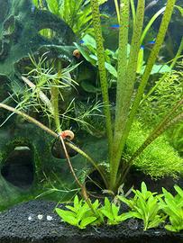 Vallisneria nana pianta acquario facile + omaggio