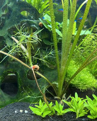 Vallisneria nana pianta acquario facile + omaggio