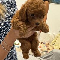 Dolcissima Barboncina